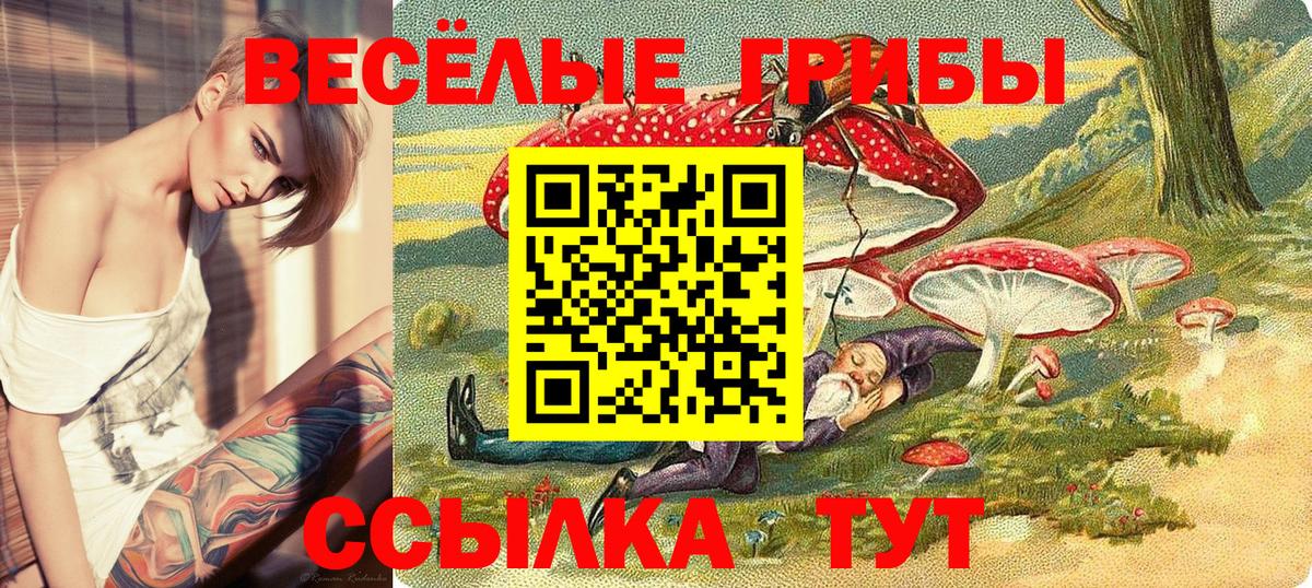 Галлюциногенные грибы Psilocybe Конаково